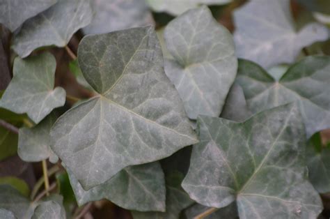 常春藤植物